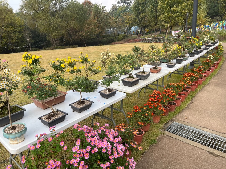 2021년 11월 한달 간 강동구도시농업공원에서 개최되는 국화분재 전시회