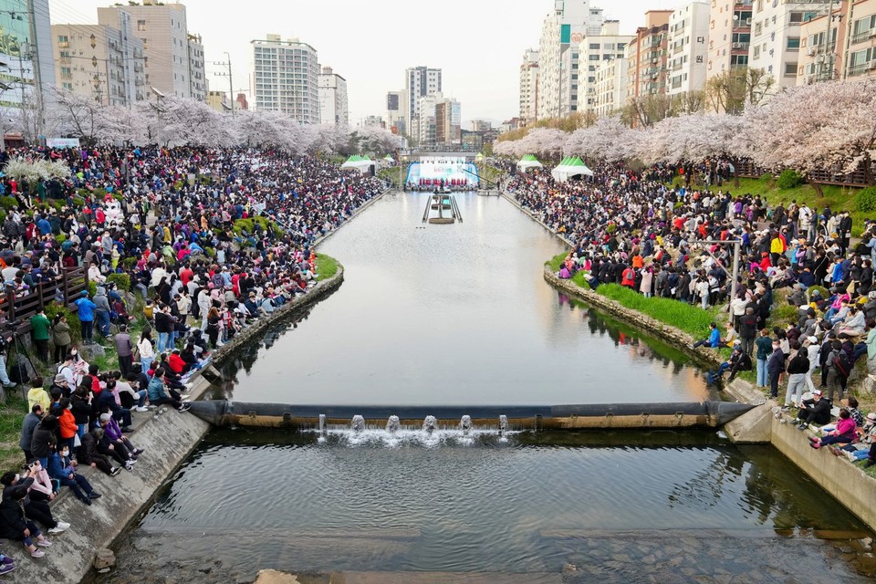 2022년도에 진행된 불광천 벚꽃축제 모습