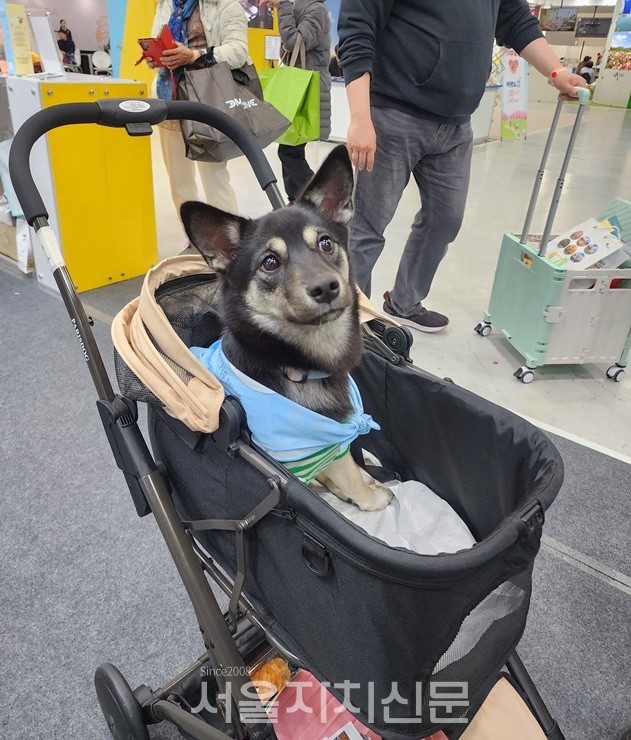 펫 유모차 대려 서비스