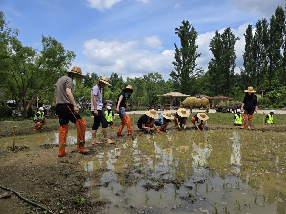손 모내기 사진