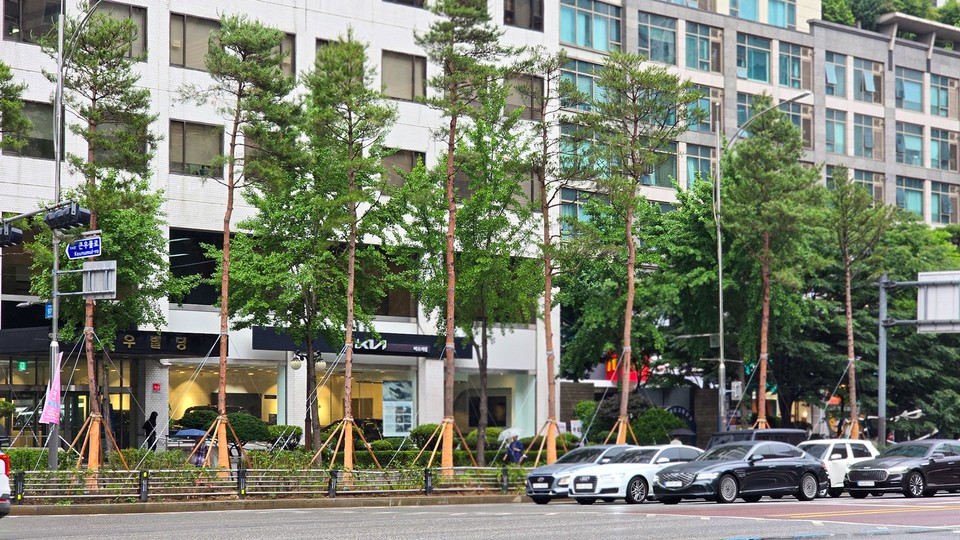 마포대로 일대 품격있는 녹색 특화거리의 소나무 식재 모습