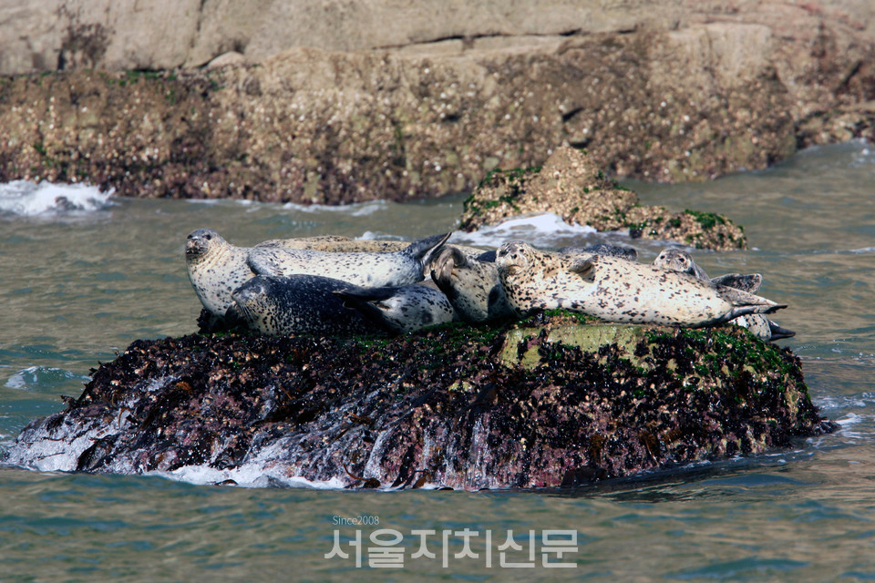 점박이물범 in 백령도