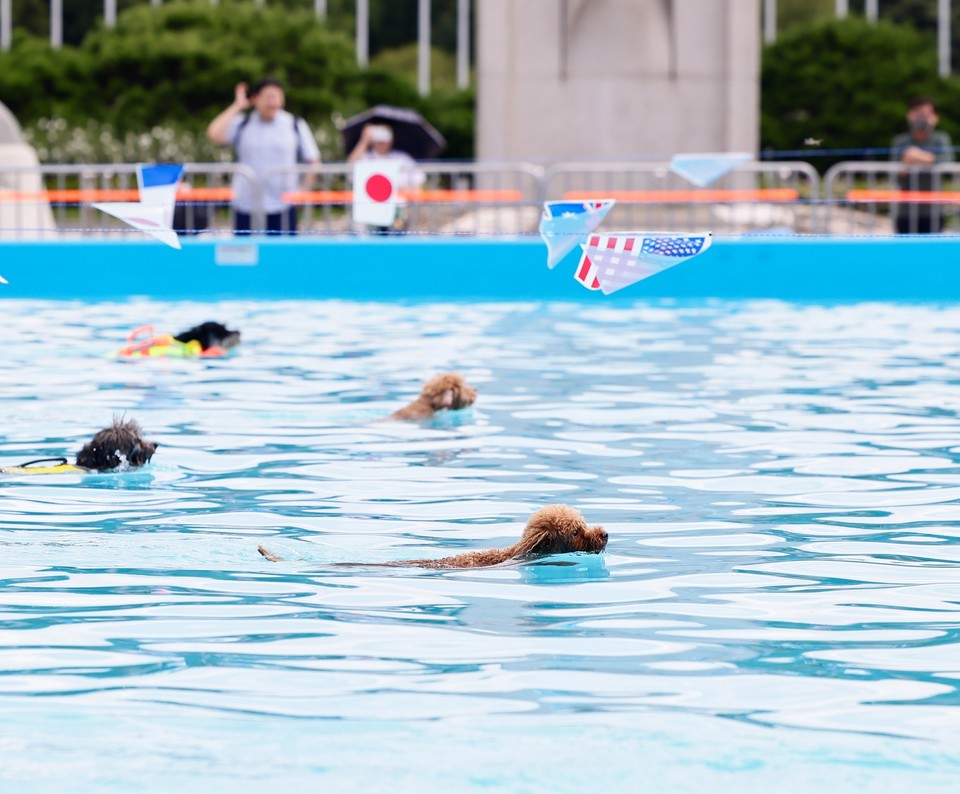 반려견물놀이장