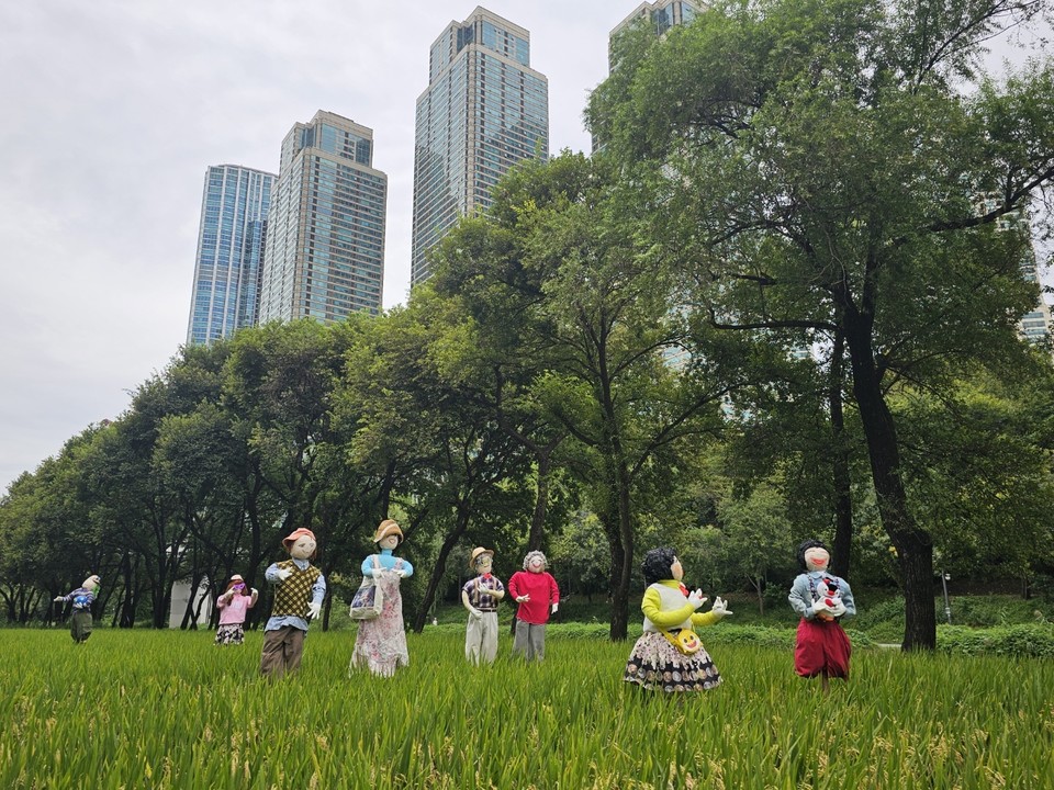 양재천 벼농사 체험장의 허수아비