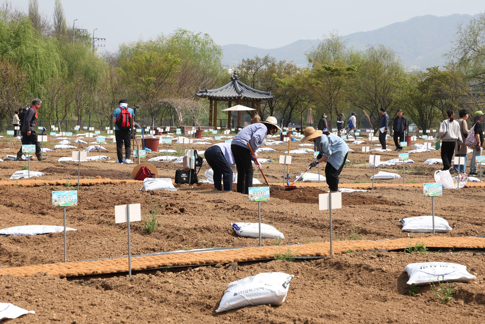 세곡천 힐링텃밭 개장식에서 모종을 심는 구민들